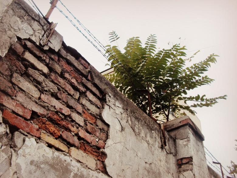 Free stock image of Old orange bricks and growing plant upon them created by NomeVizualizzato