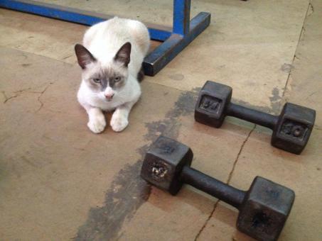 A cute cat in the gym - Free Stock Photo