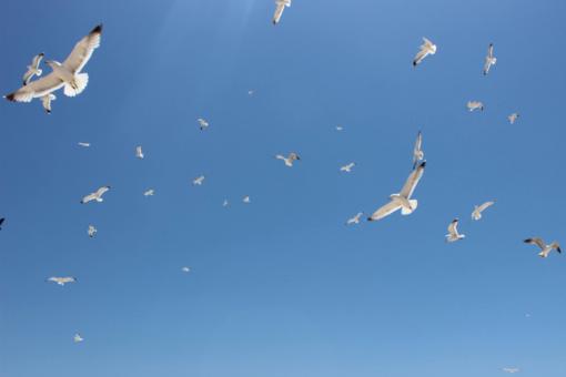 Seagulls roaming the sky - Free Stock Photo