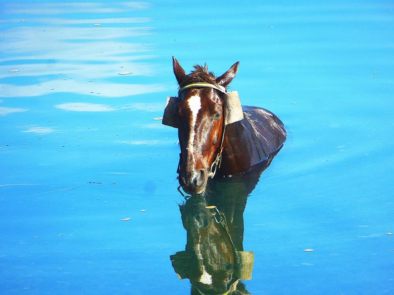 Free stock image of A horse in the river created by MOSTAFA SAHNONI