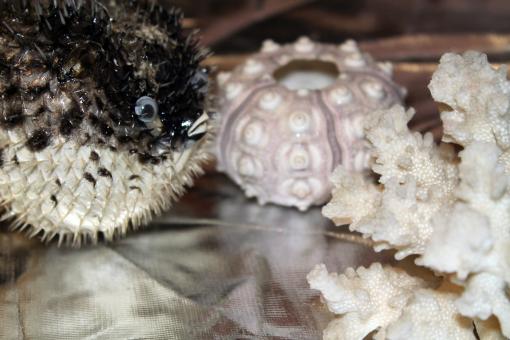 Fugu and other sea souvenirs - Free Stock Photo