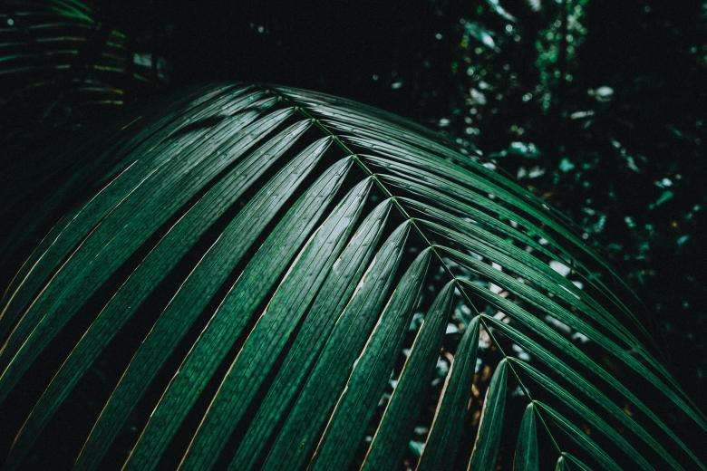 Free stock image of Leaf in the jungle created by Aljoscha Laschgari