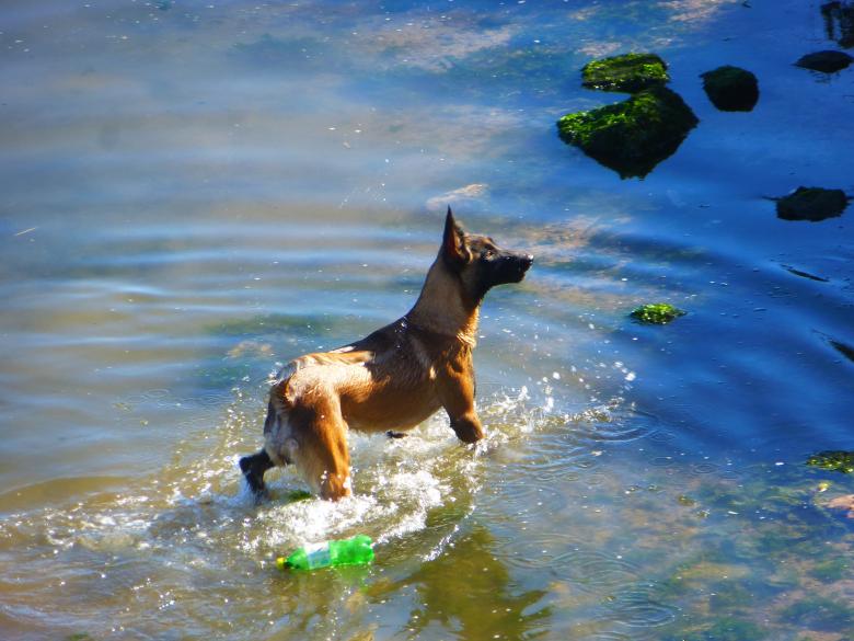 Free stock image of Dog swimming in the river created by MOSTAFA SAHNONI