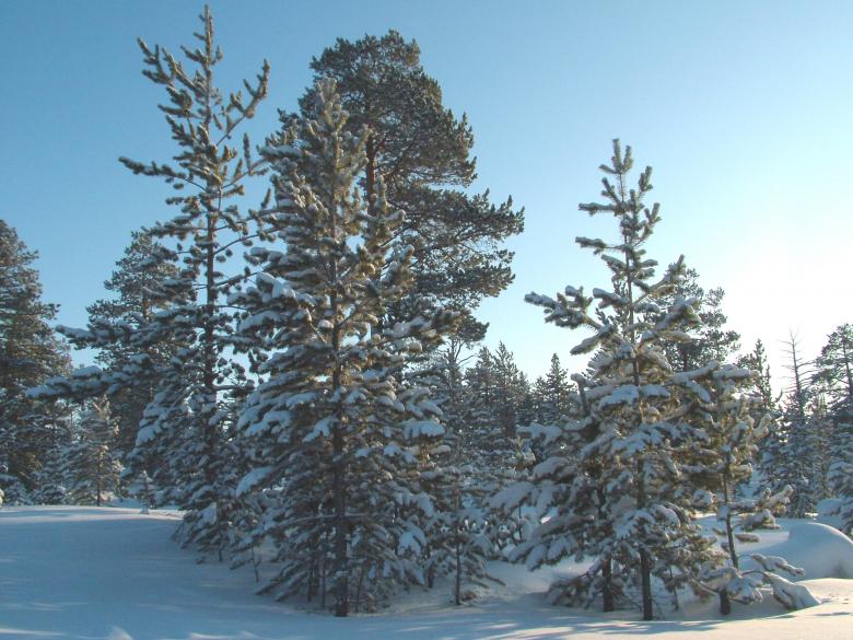 Free stock image of Winter in the Woods created by aleks