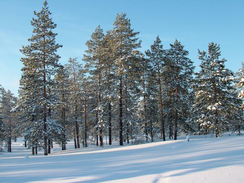 Free stock image of Winter Trees and Snow created by aleks