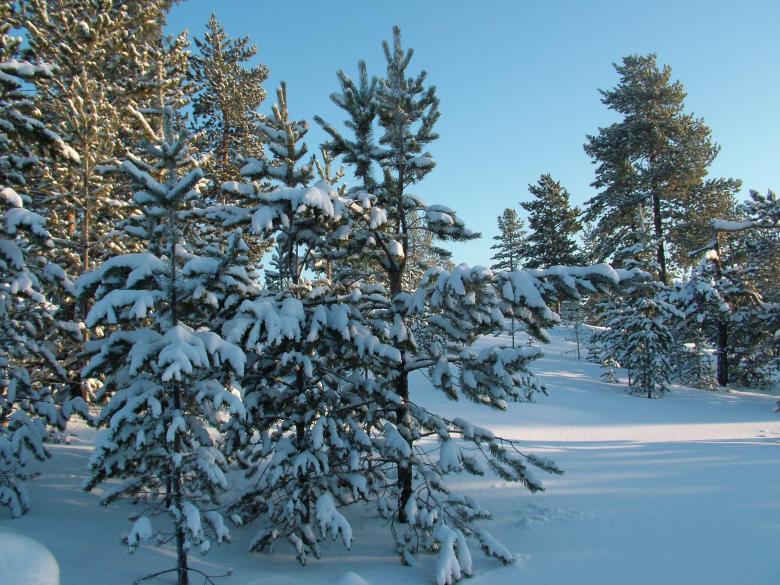 Free stock image of Snow in the Woods created by aleks