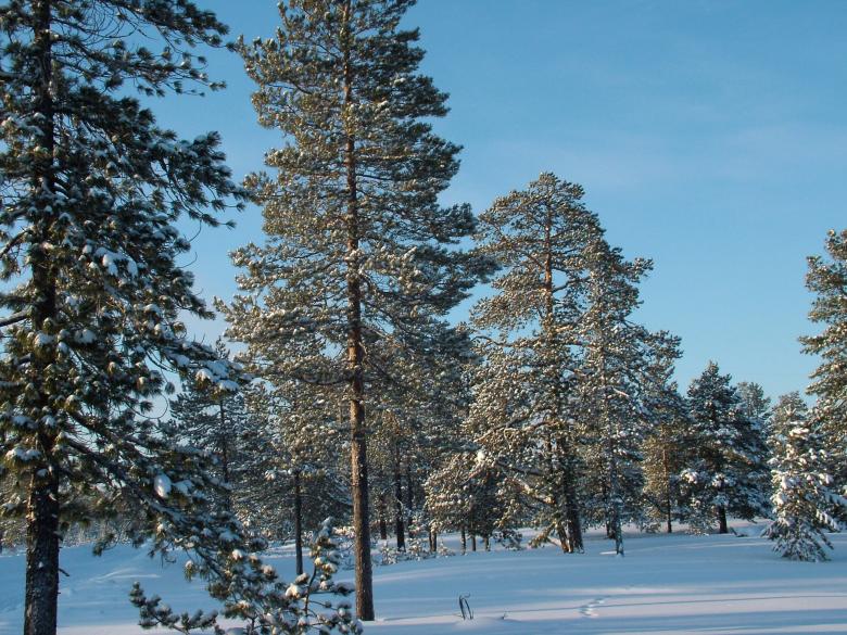Free stock image of Winter Woods - Blue Skies created by aleks