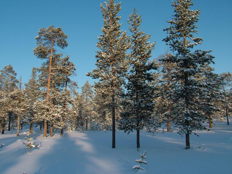 Free stock image of Beautiful Winter Woods created by aleks