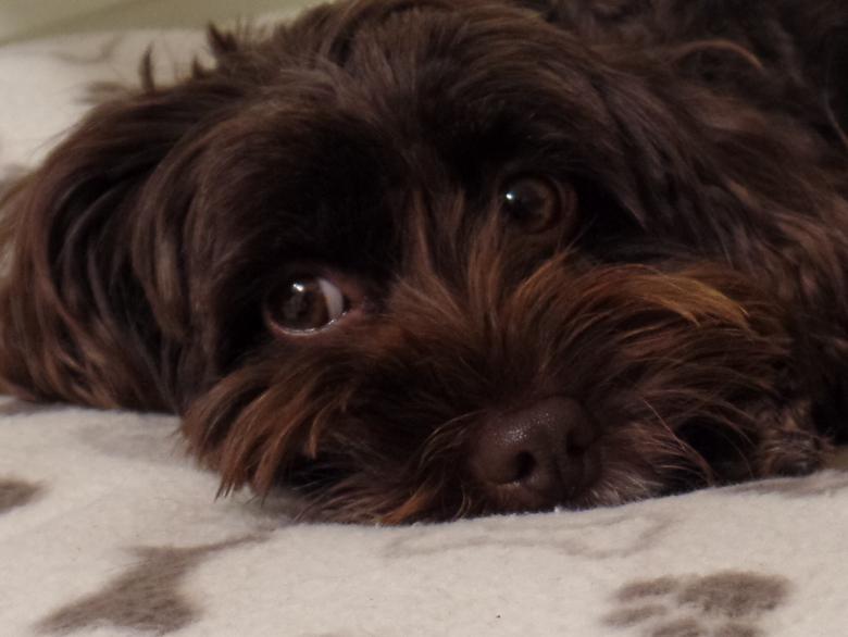 Free stock image of Cockapoo Head created by Paul Mears