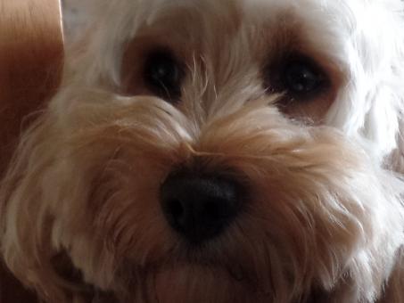 White Cockapoo Face - Free Stock Photo