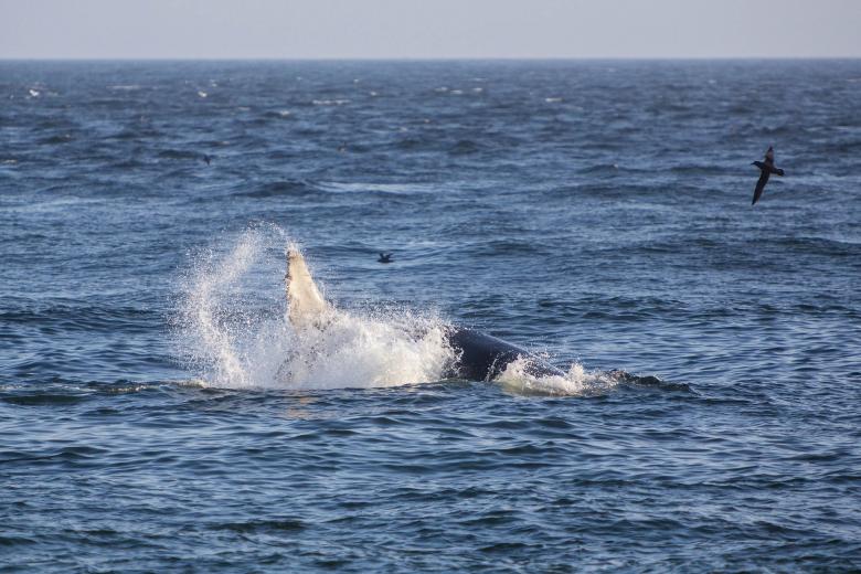 Free stock image of Humpback Whale Feeding created by Geoffrey Whiteway