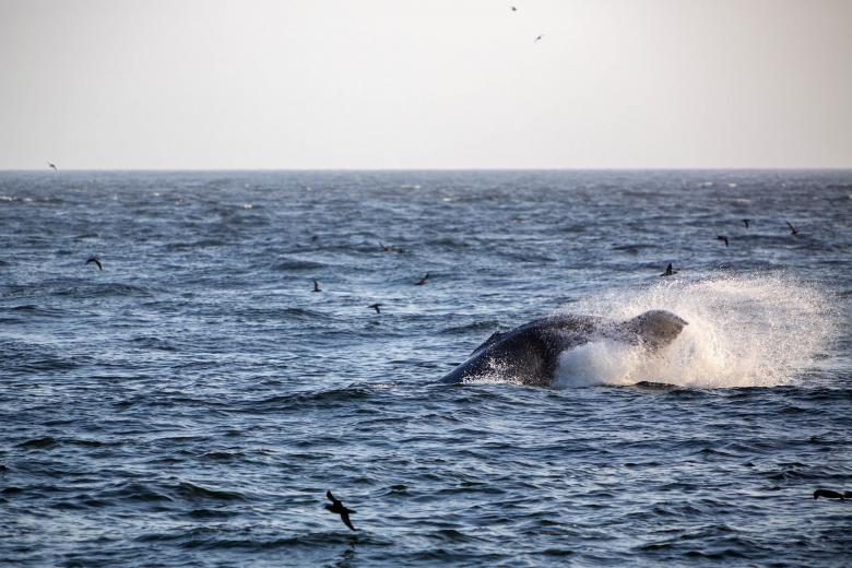 Free stock image of Humpback Whale Splashing created by Geoffrey Whiteway
