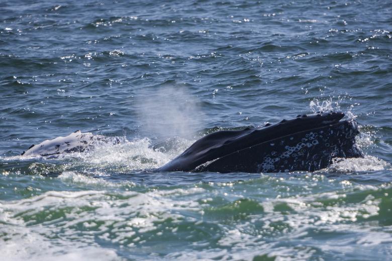 Free stock image of Humpback Whale in the Ocean created by Geoffrey Whiteway