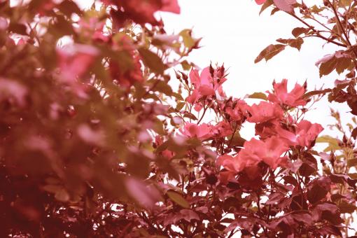 Rose Flowers