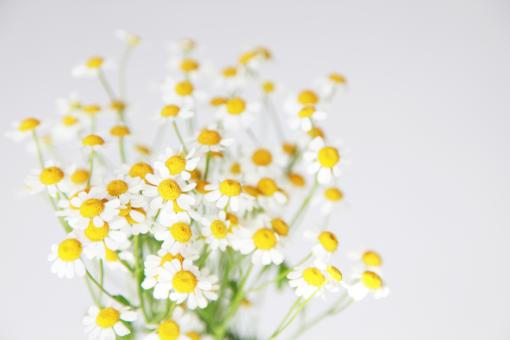 Daisy Flowers on White