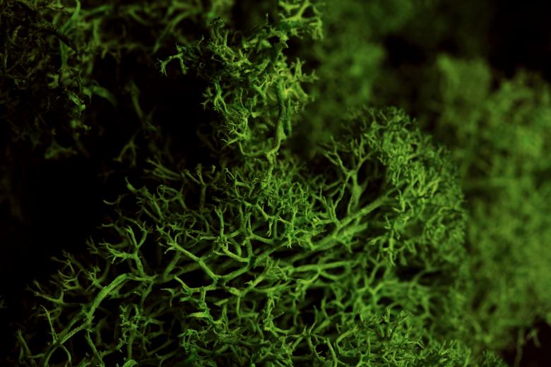 Free stock image of Fruticose Lichen created by Nika Akin