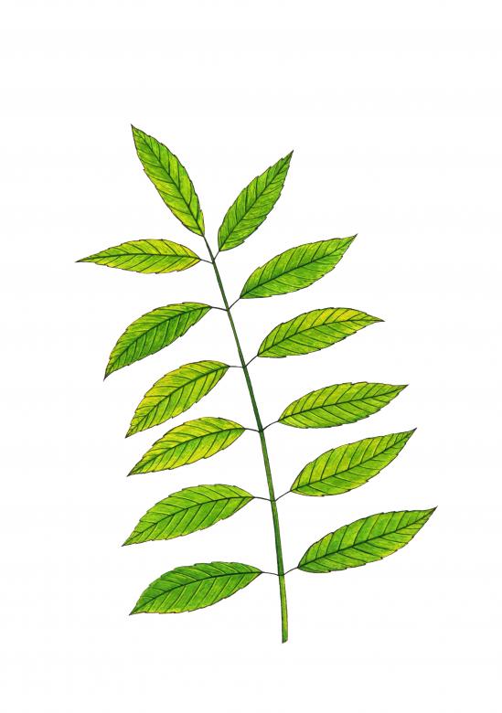 Free stock image of Isolated Green Leaves on White created by Nika Akin