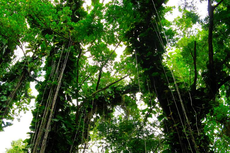 Free stock image of Rain Forest created by Fairly Simpson