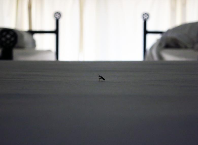 Free stock image of Bed bug created by Fairly Simpson