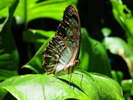 Butterfly on Leaf - Free Stock Photo