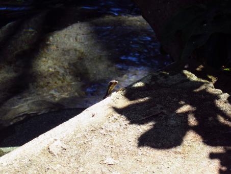 Peekaboo - Free Stock Photo