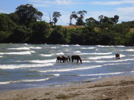 Sea horses - Free Stock Photo