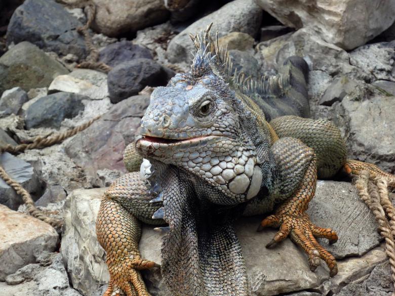 Free stock image of Thick lizard created by Fairly Simpson