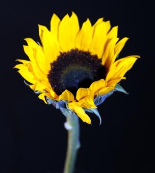 Yellow Flower on Black Background - Free Stock Photo