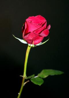 Red Rose Against Black Background - Free Stock Photo