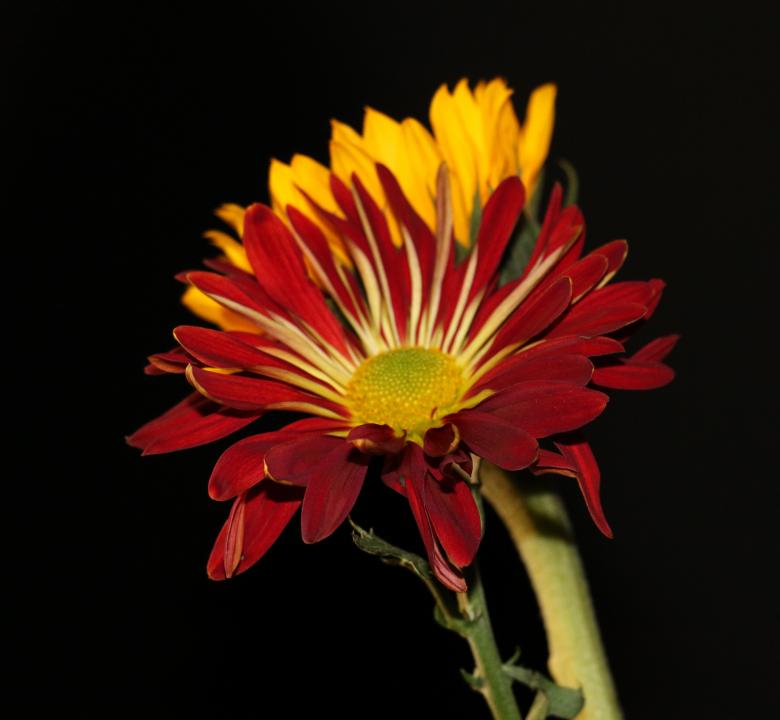 Free stock image of Colorful Flowers on Black created by vera reece