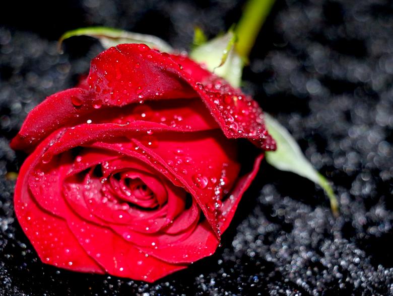 Free stock image of Wet Red Rose created by vera reece