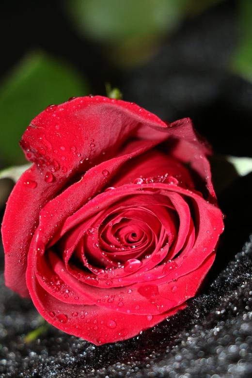 Free stock image of Red Rose with Droplets created by vera reece