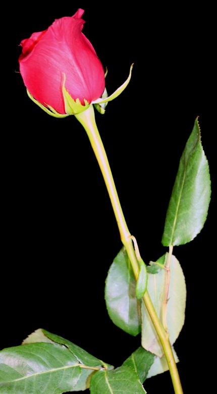 Free stock image of Beautiful Red Rose created by vera reece