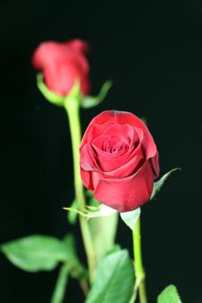 Red Roses on Black - Free Stock Photo