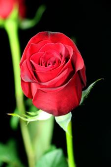Red Roses - Black Background - Free Stock Photo