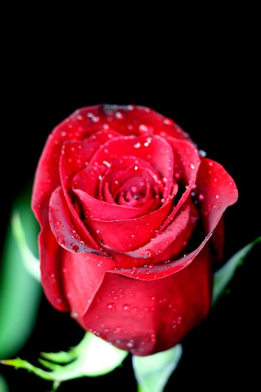 Free stock image of Red Rose Up Close created by vera reece