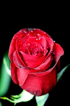 Red Rose Up Close