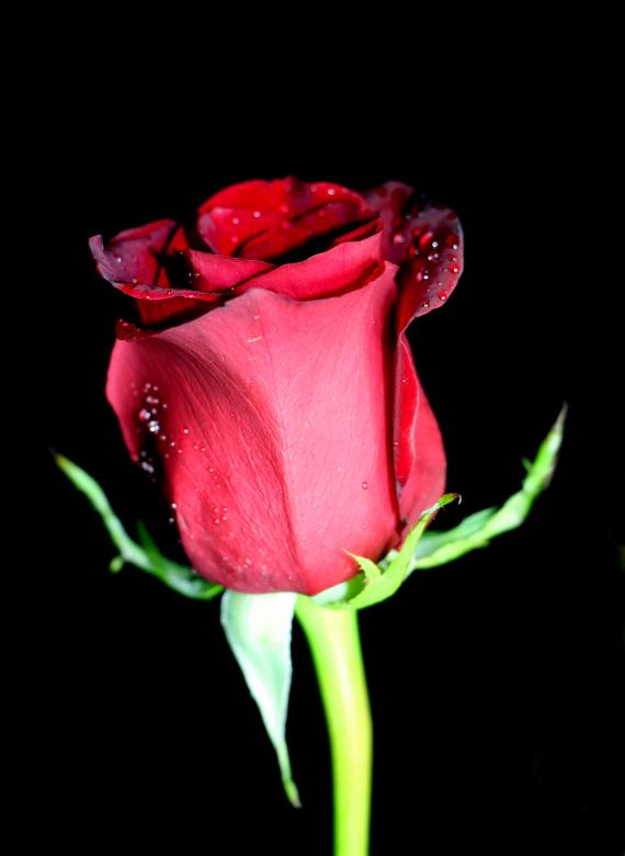 Free stock image of Red Rose Flower created by vera reece