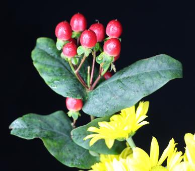 Red berry like flowers - Free Stock Photo