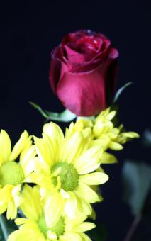 Red rose bud and yellow flowers - Free Stock Photo