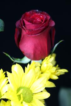 Red rose bud with yellow flowers in front - Free Stock Photo