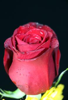 Red rose bud - Free Stock Photo