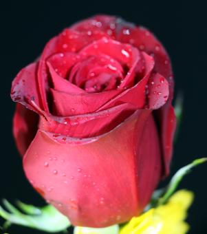 Red rose bud with water drops - Free Stock Photo