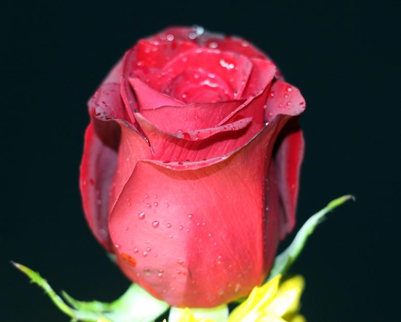 Free stock image of Red rose bud with droplets created by vera reece