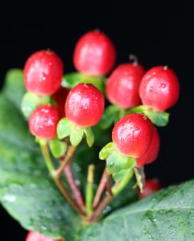 Red berry like flowers - Free Stock Photo
