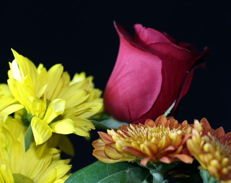 Free stock image of Red rose with yellow flowers created by vera reece