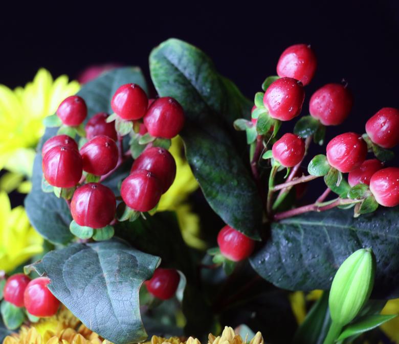Free stock image of Red berry like flowers on black created by vera reece