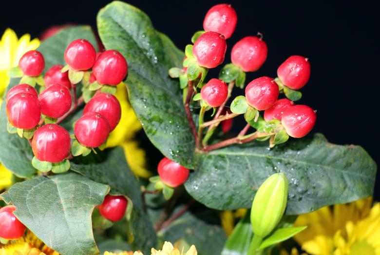 Free stock image of Red berry like flowers created by vera reece
