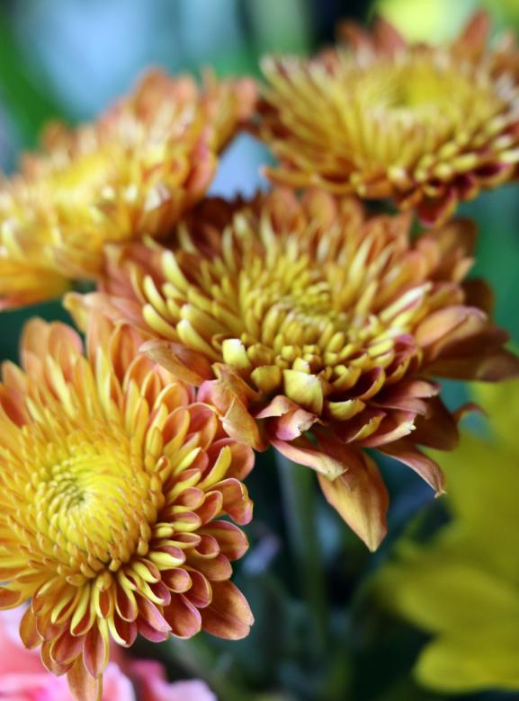 Free stock image of Yellow and orange flowers close up created by vera reece