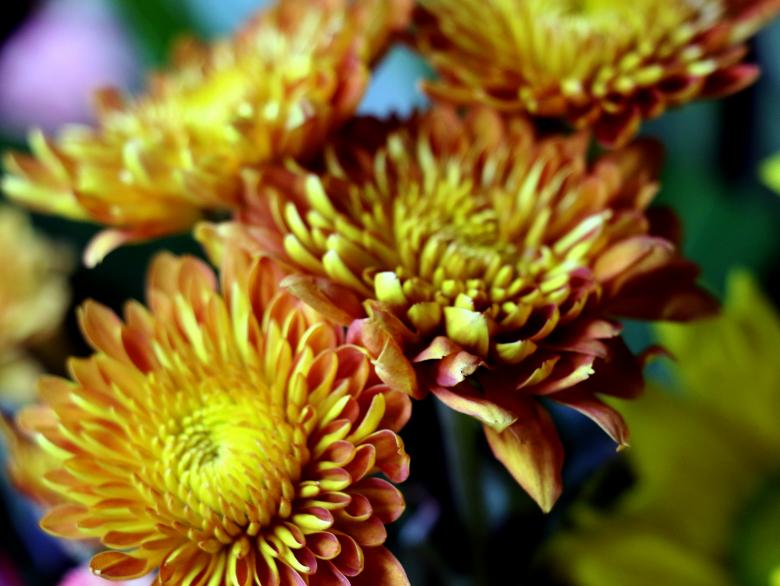 Free stock image of Yellow and orange flowers close up created by vera reece